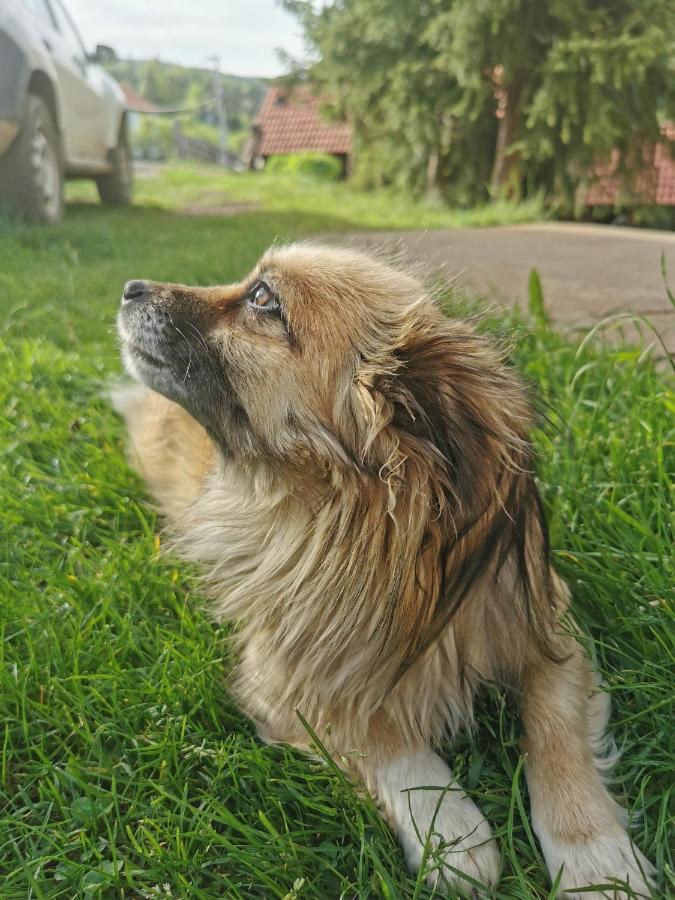 Planinski Mir Zaovine Buitenkant foto